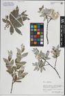 Foto von Salix lapponum L.